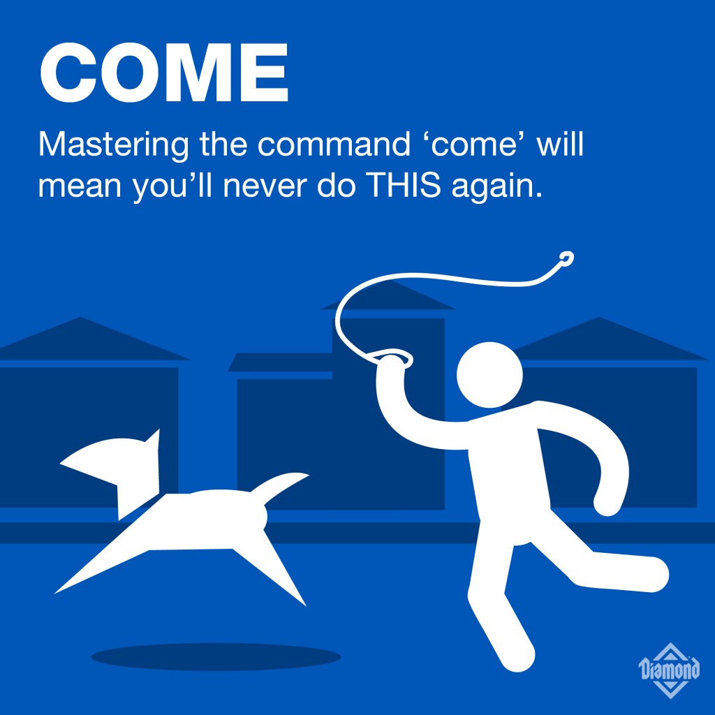 Come: Mastering the Command 'come' will mean you'll never do THIS again | a graphic of a person chasing a dog that escaped its leash | Diamond Pet Food