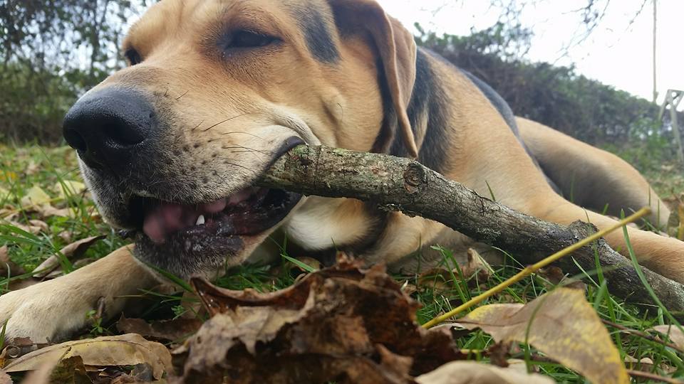 Close-Up of Dog Chewing on a Stick | Diamond Pet Foods