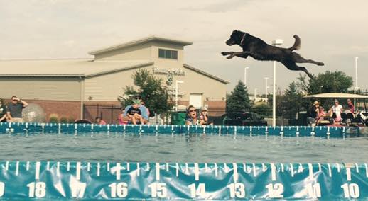 Dog Participating in Platform Jump Competition | Diamond Pet Foods