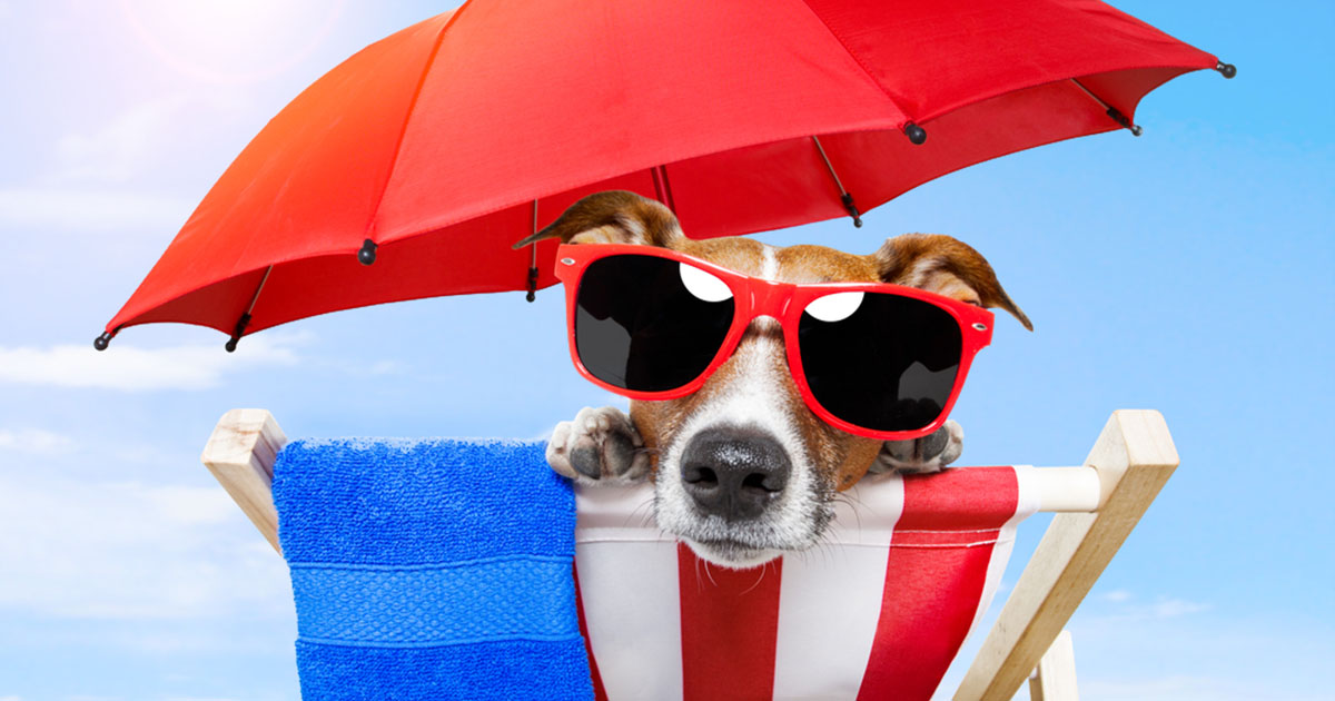 Protect Your Pets From Summer&#39;s Heat | Diamond Pet Foods