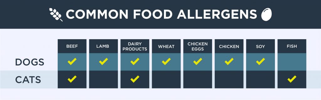 An interior graphic detailing eight different food allergens and whether or not it is common for dogs and cats to be allergic to each food allergen.