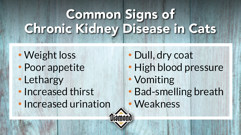 Common Signs of Chronic Kidney Disease in Cats | Diamond Pet Foods
