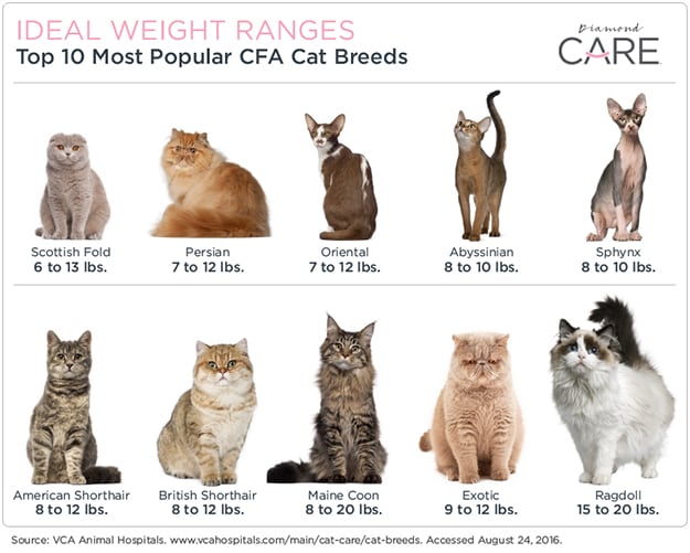 Ideal Weight Range Chart Per Cat Breed | Diamond Pet Foods