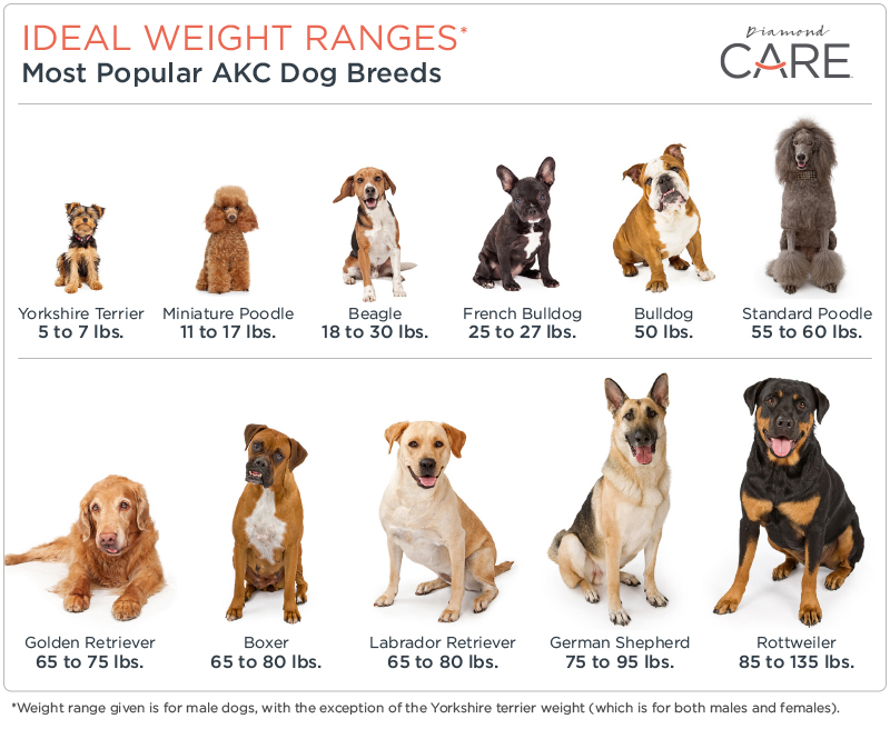 Ideal Weight Range Chart Per Dog Breed | Diamond Pet Foods