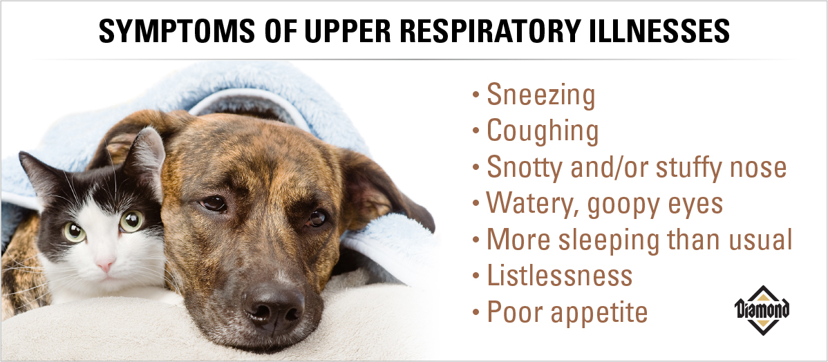 Understanding Pet Cold and Flu Season Signs and Care Tips