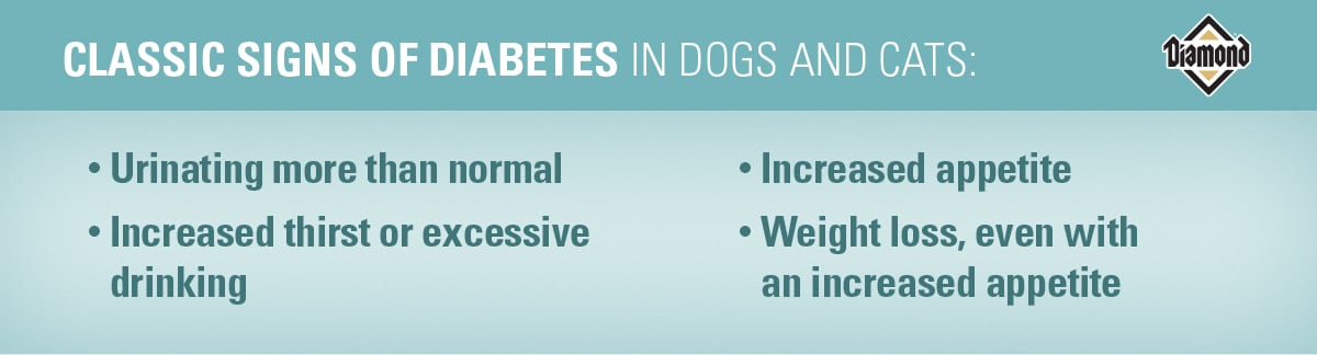 Classic Signs of Diabetes in Dogs and Cats | Diamond Pet Foods