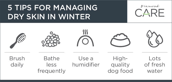 5 Tips for Managing Dry Skin in Winter Call-Out | Diamond Pet Foods