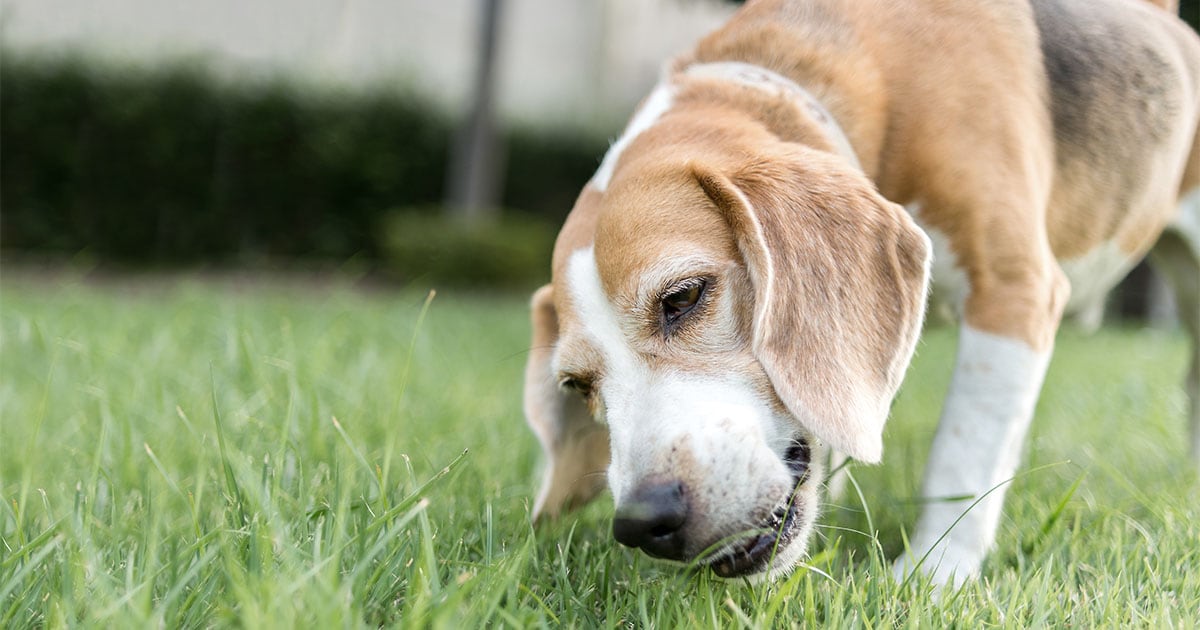 My Dog Eats Grass Because He S Sick Diamond Pet Foods   Close Up Of Senior Beagle Eating Grass 120616 