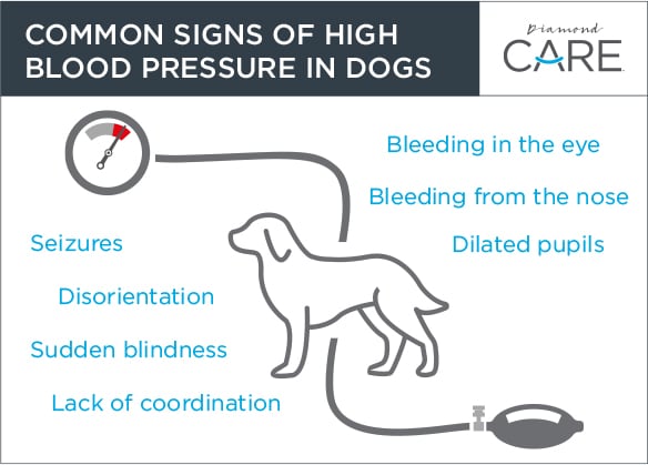 Common Signs of High Blood Pressure in Dogs Guide | Diamond Pet Foods