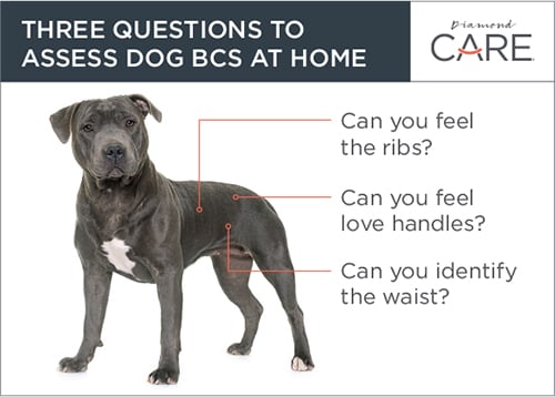 Three Questions to Assess BCS at Home Guide | Diamond Pet Foods