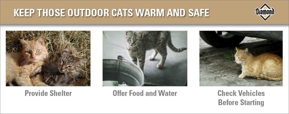 An interior graphic detailing three tips for keeping outdoor cats warm and safe: provide shelter, offer food and water, and check under vehicles before starting them.