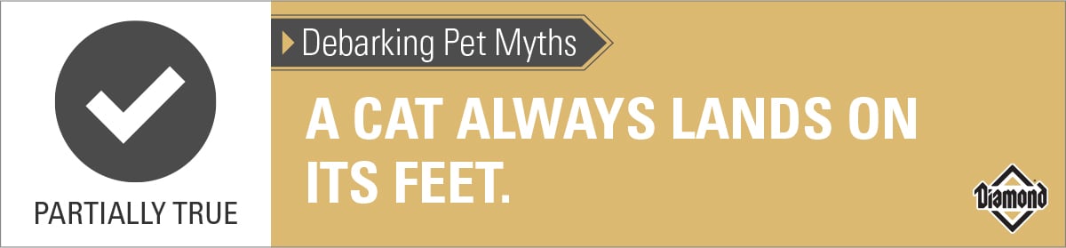 Cats Land on Their Feet Most of the Time | Diamond Pet Foods