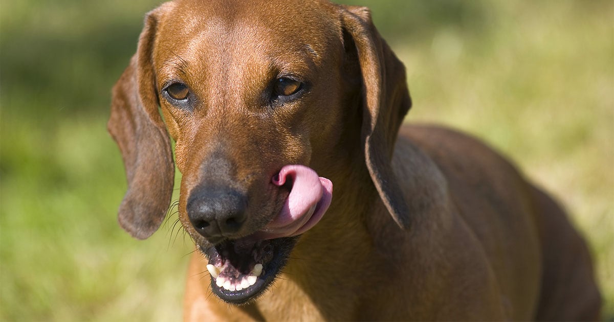 can eating cat poop kill a dog