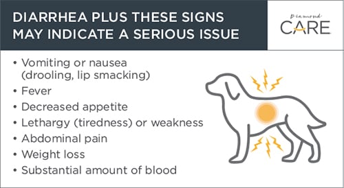Diarrhea Plus These Signs May Indicate Serious Issues Guide | Diamond Pet Foods