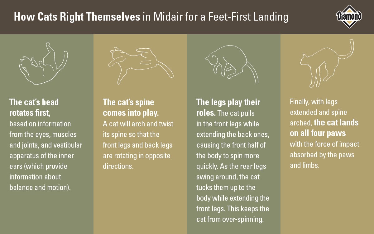 How Cats Right Themselves in Midair Chart | Diamond Pet Foods