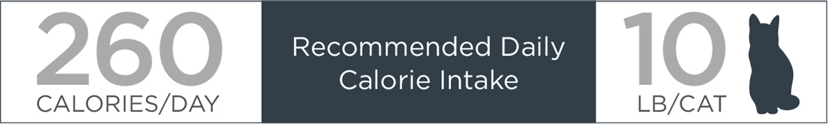 Recommended Daily Calorie Intake for Cats Guide | Diamond Pet Foods