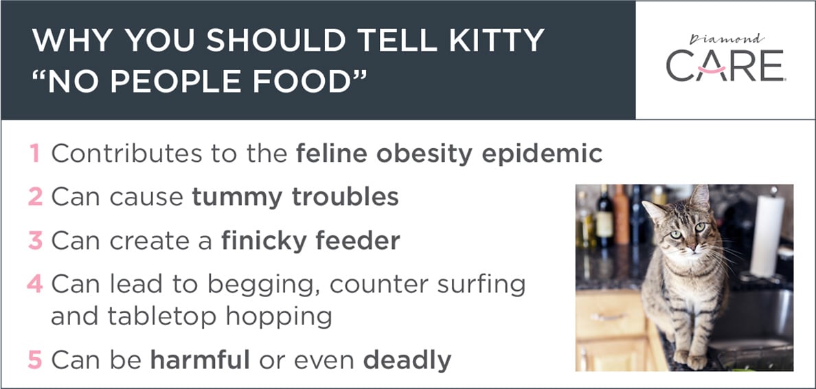 Why You Should Tell Kitty "No People Food" Guide | Diamond Pet Foods