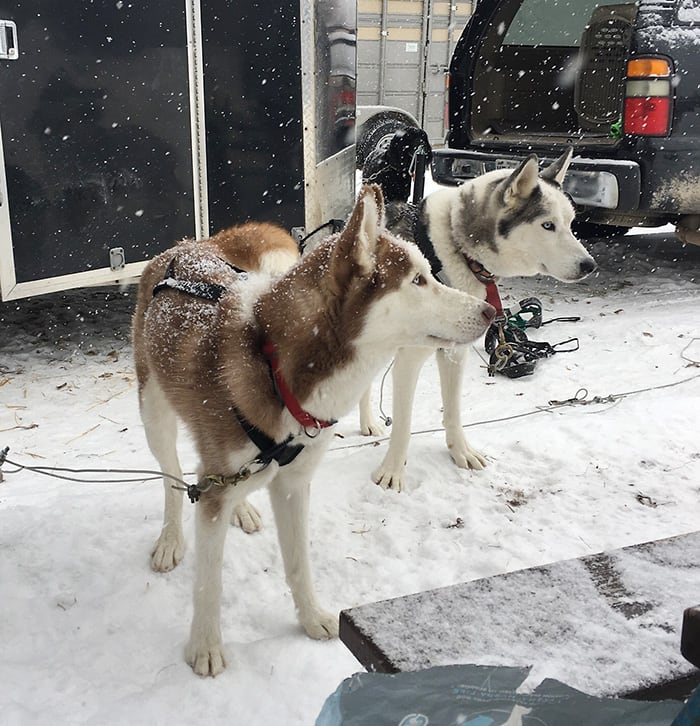 Two Siberian Husky Dogs with Racing Harnesses | Diamond Pet Foods