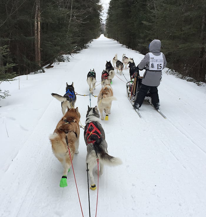 Two Sleds Being Pulled by Husky Dogs During a Race | Diamond Pet Foods