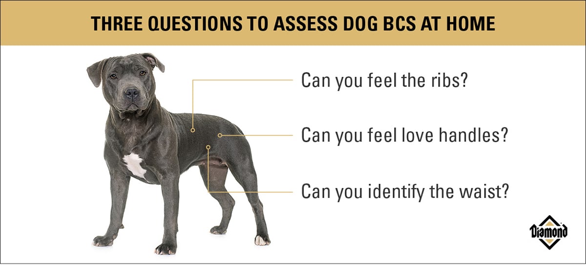 Three Questions to Assess Dog Body Condition Score at Home Guide | Diamond Pet Foods