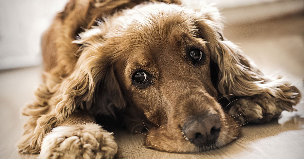 cocker spaniel sensitive stomach