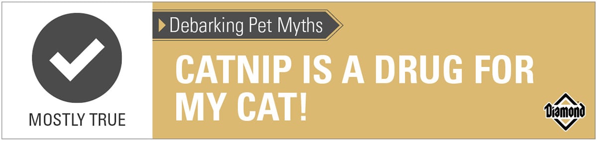 Catnip Is Like a Drug for Cats Is Mostly True Mythometer | Diamond Pet Foods