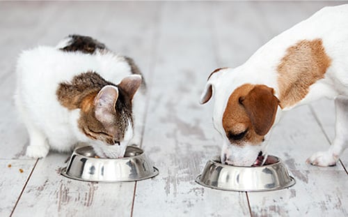 Dog and Cat Eating Out of Their Food Bowls | Diamond Pet Foods