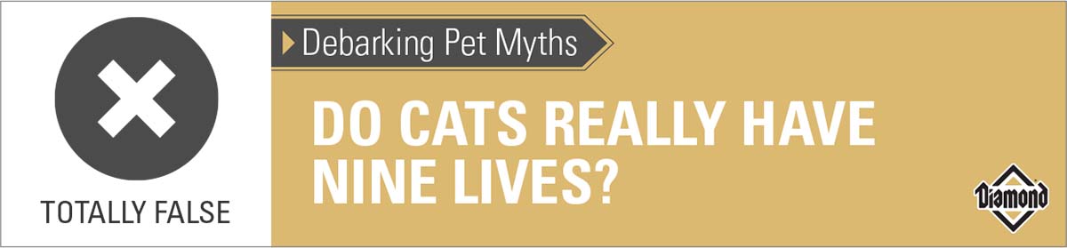 An interior graphic with text that reads, 'Debarking Pet Myths: Do cats really have nine lives? — Totally False'.