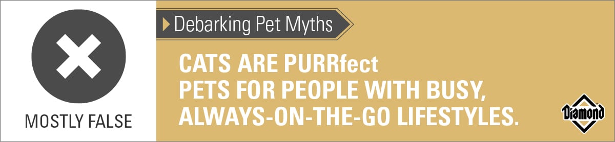 Cats Are Not Always Perfect Pets for People with Busy Lifestyles | Diamond Pet Foods