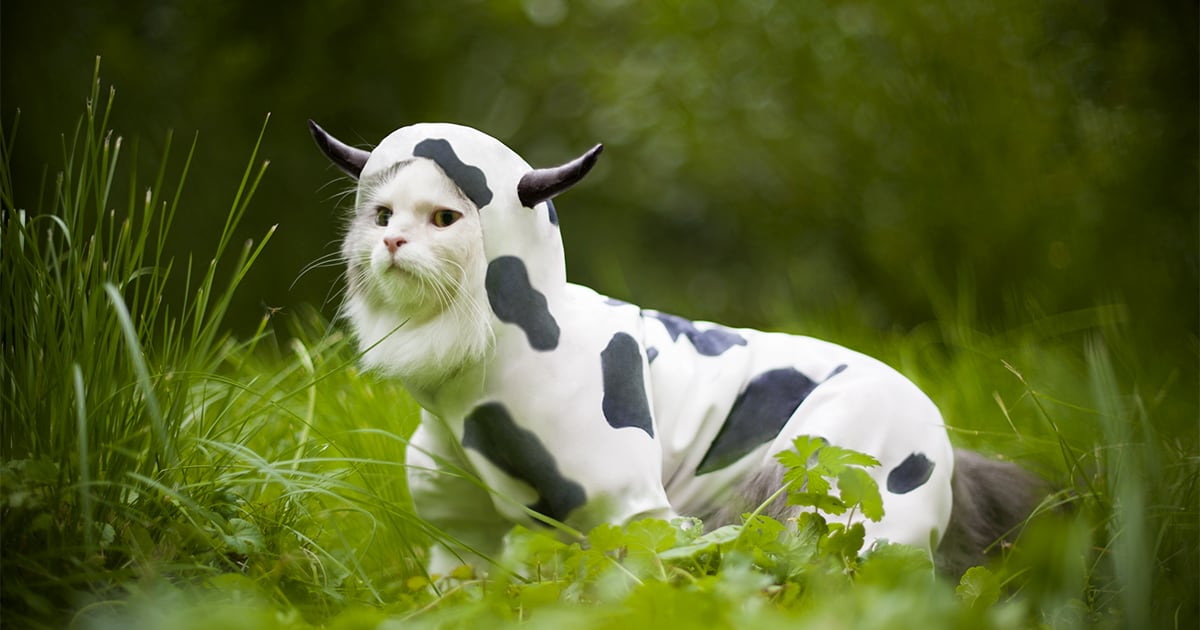 Cat Wearing a Cow Costume | Diamond Pet Foods