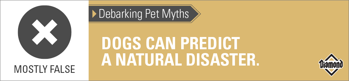 Mostly False | Dogs Can Predict a Natural Disaster