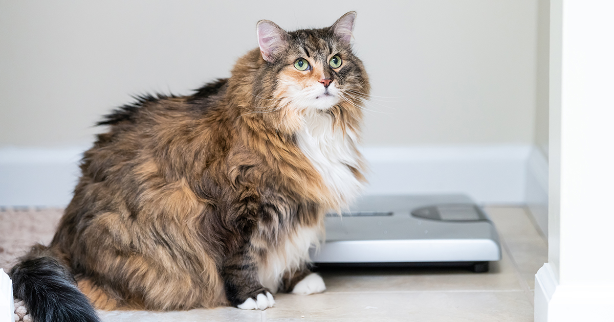 Fat Cats on Diets Need Veterinary Supervision | Diamond ...