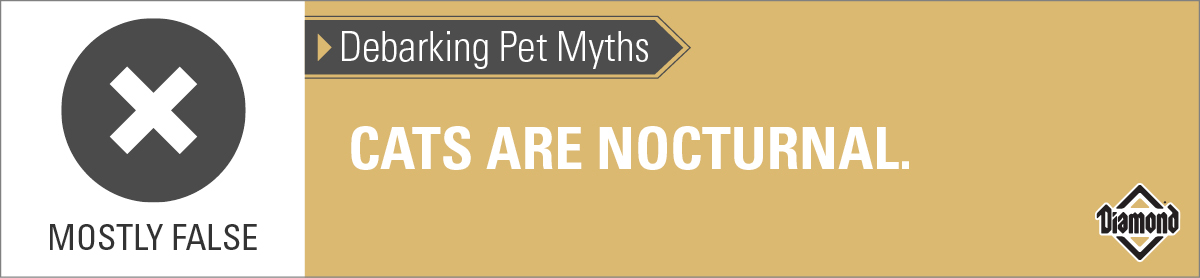 An interior graphic with text that reads, 'Debarking Pet Myths: Cats are nocturnal — Mostly False'.