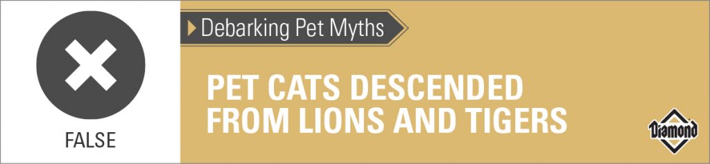 An interior graphic with text that reads, 'Debarking Pet Myths: Pet cats descended from lions and tigers — False'.