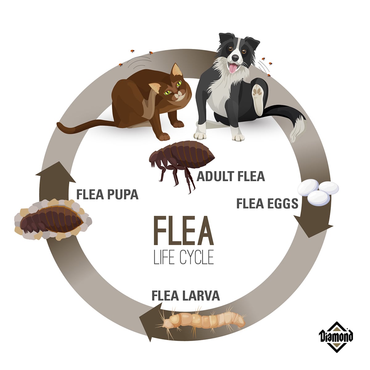 Flea Lifecycle Diagram | Diamond Pet Foods