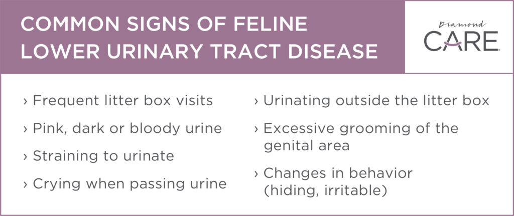 Common Signs of Feline Lower Urinary Tract Disease | Diamond Pet Foods