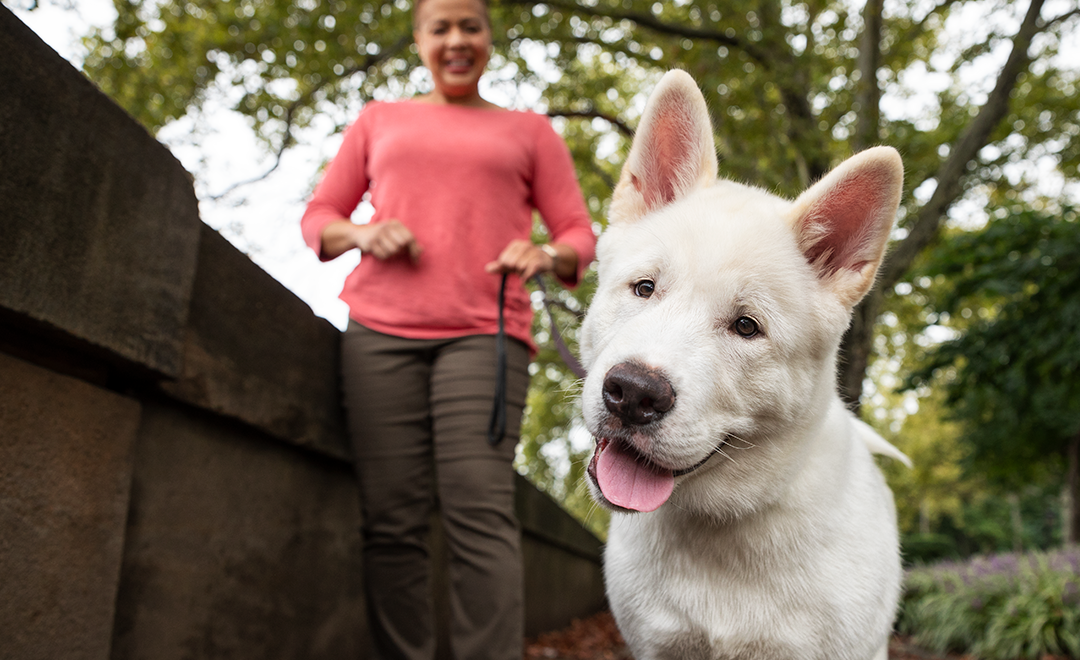 Where to Buy Diamond and Diamond CARE Dog & Cat Foods