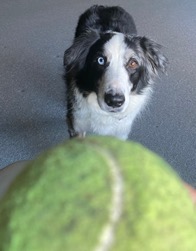 Black and white dog staring at a tennis ball