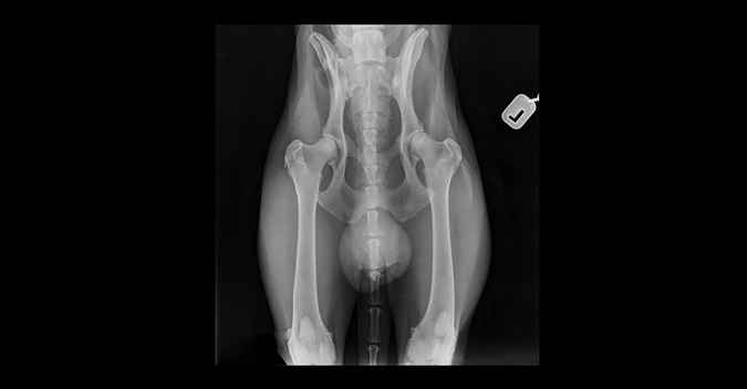 X-Ray of a dog hip joint | Diamond Pet Foods