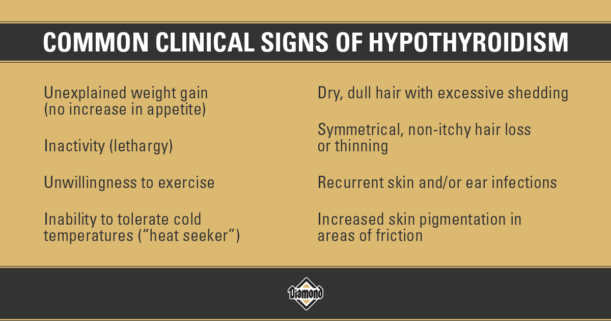 Common Clinical Signs of Hypothyroidism in Dogs Infographic | Diamond Pet Foods
