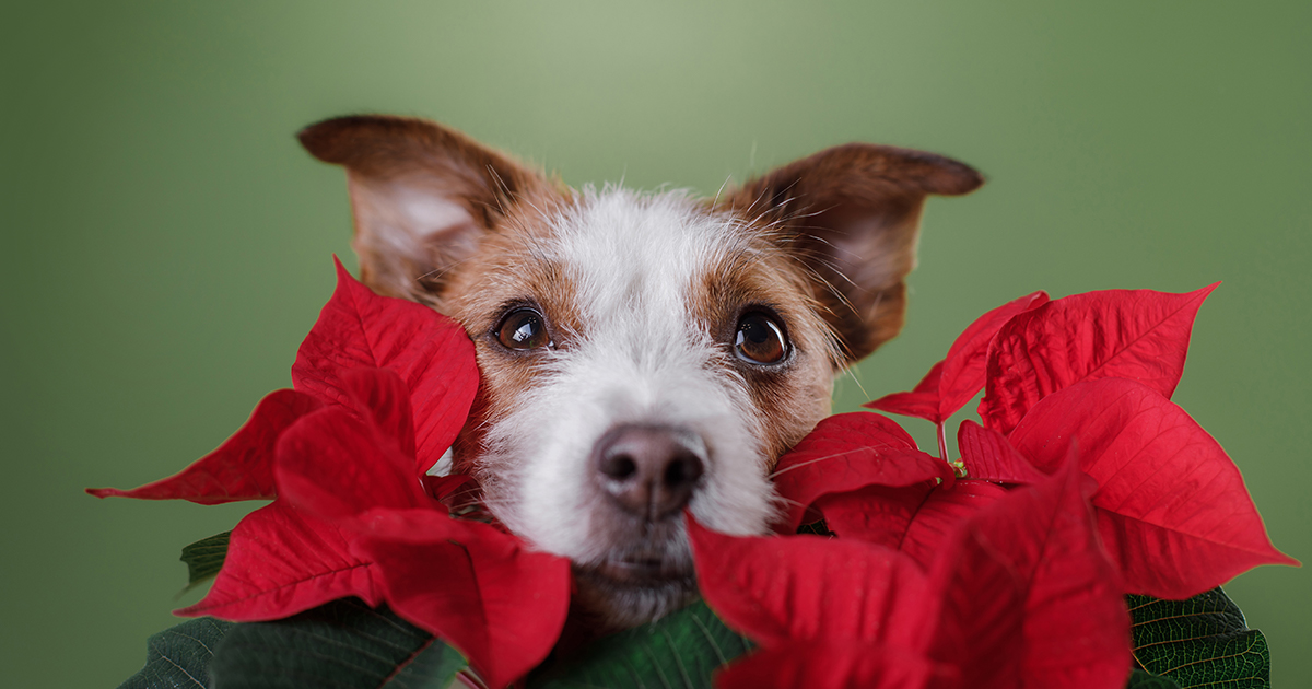 are poinsettias poisonous o dogs and cats