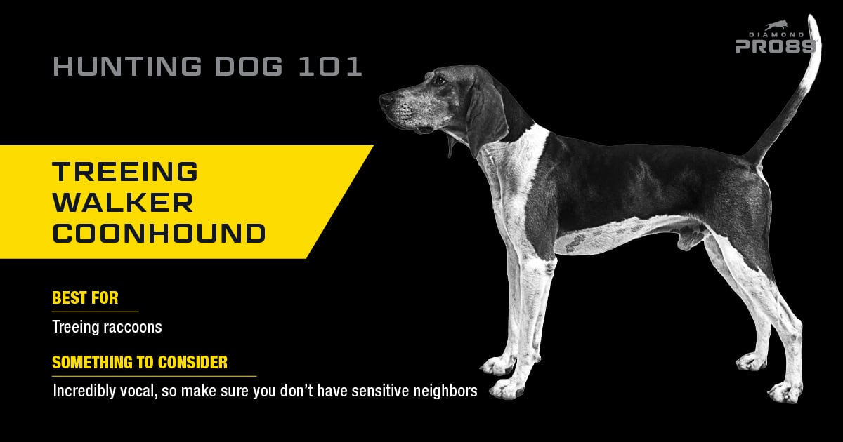 Treeing Walker Coonhound Hunting Dog | Diamond Pet Foods