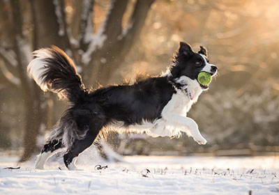 Border Collie Dog Running | Diamond Pet Foods