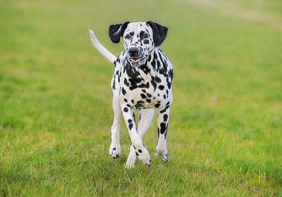 Dalmatian Dog Running | Diamond Pet Foods