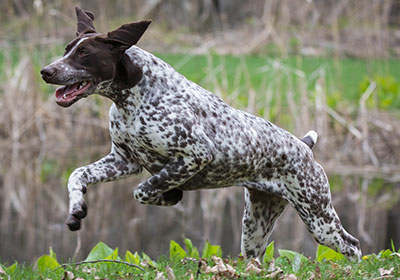 German Shorthaired Pointer Dog Running | Diamond Pet Foods