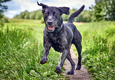 Labrador Retriever Dog Running | Diamond Pet Foods