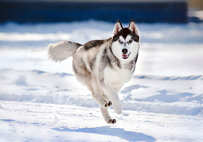 Siberian Husky Dog Running | Diamond Pet Foods