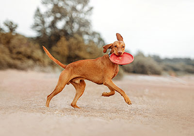 Vizsla Dog Running | Diamond Pet Foods