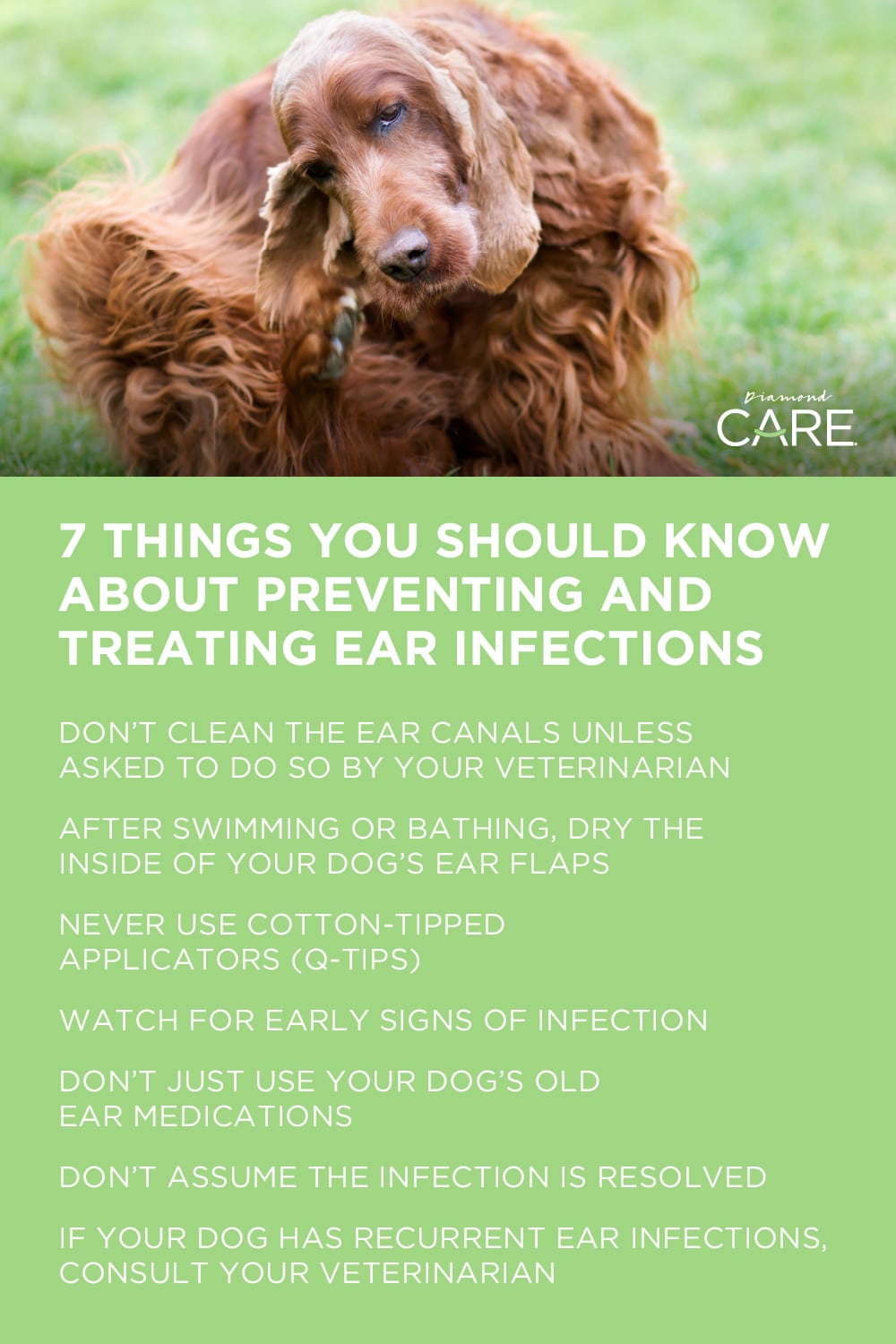 7 Things You Should Know About Preventing and Treating Ear Infections | Diamond Pet Foods
