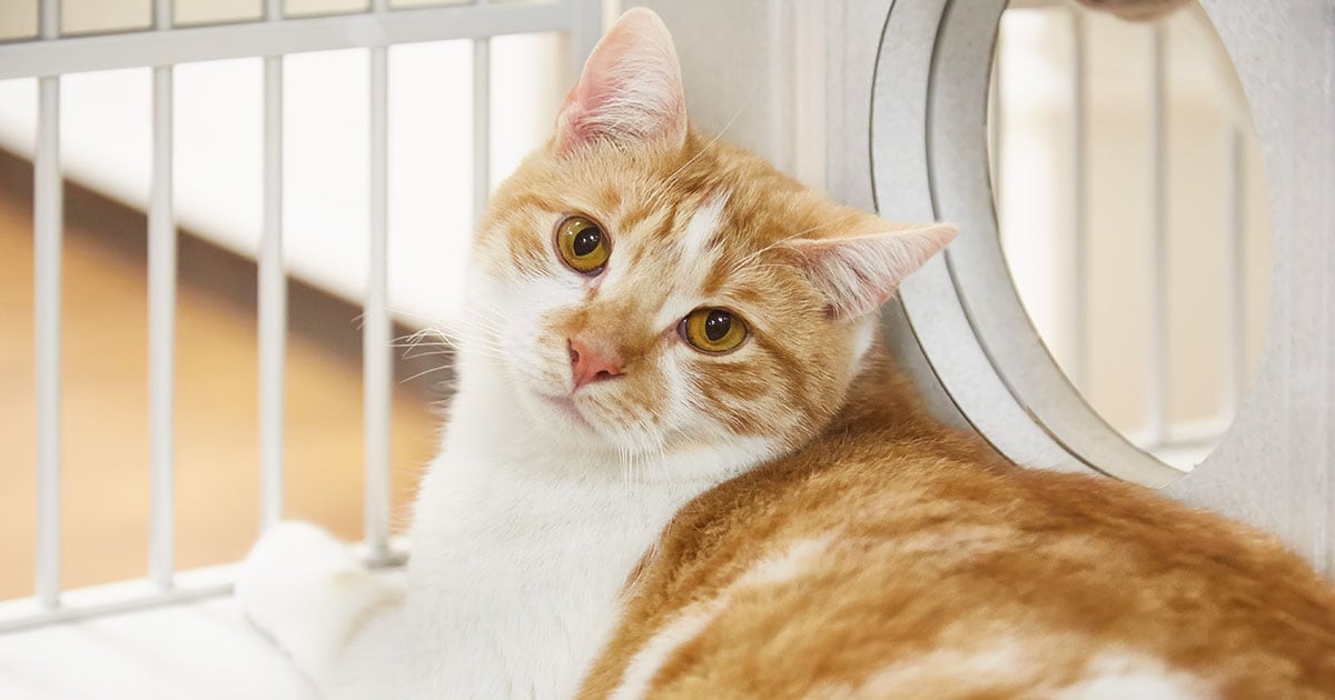 Close-Up Domestic Shorthair Cat | Diamond Pet Foods